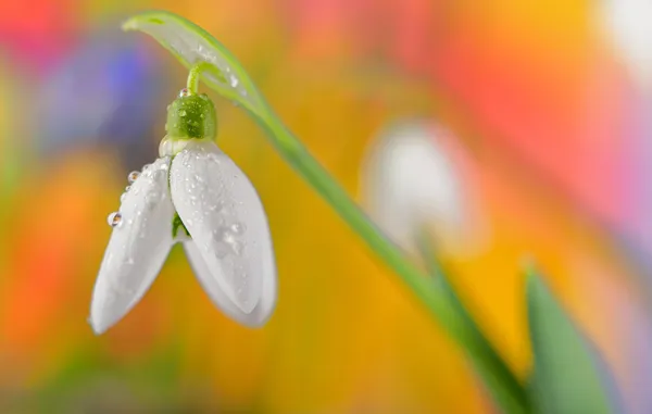 Gota de neve fresca — Fotografia de Stock