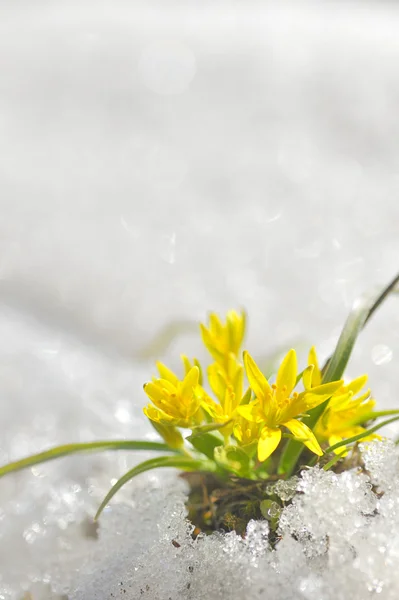 Fiori gialli primavera — Foto Stock