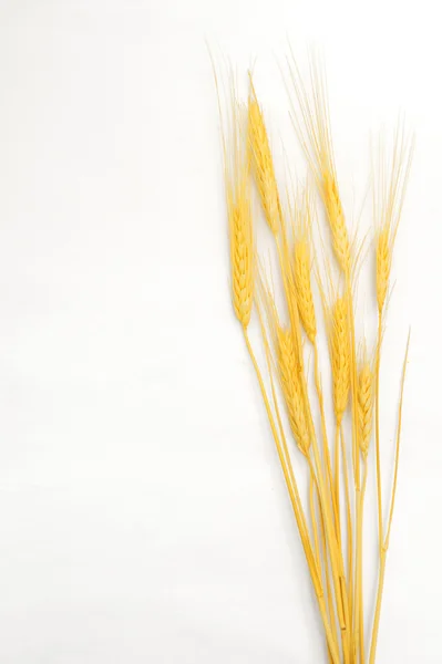 Weizen isoliert auf weiß — Stockfoto