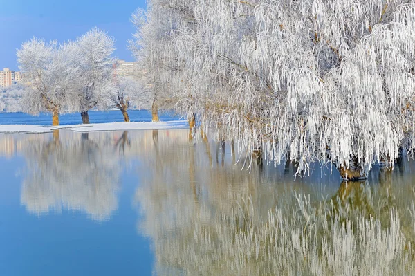 Winterbäume mit Frost bedeckt — Stockfoto