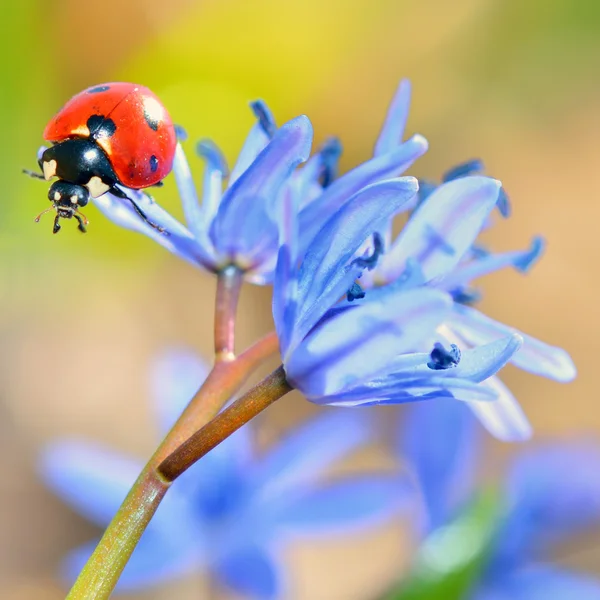 Ladybug на голубом цвете — стоковое фото