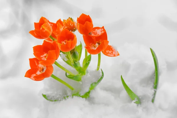 Flor de cobra Ornithogalum dubium — Fotografia de Stock