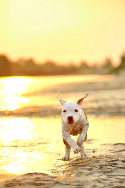 American Staffordshire terrier en la puesta del sol — Foto de Stock