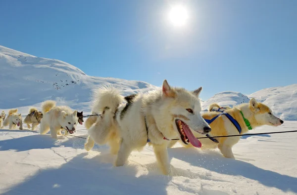 Sledging köpek — Stok fotoğraf