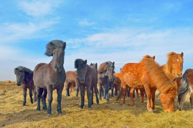 Icelandic horses clipart