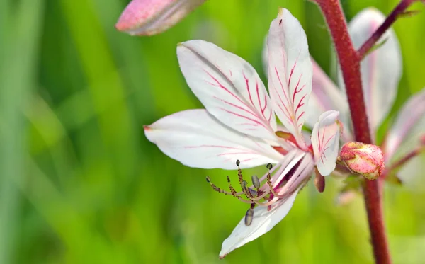 Beyaz çiçek pistil ile — Stok fotoğraf