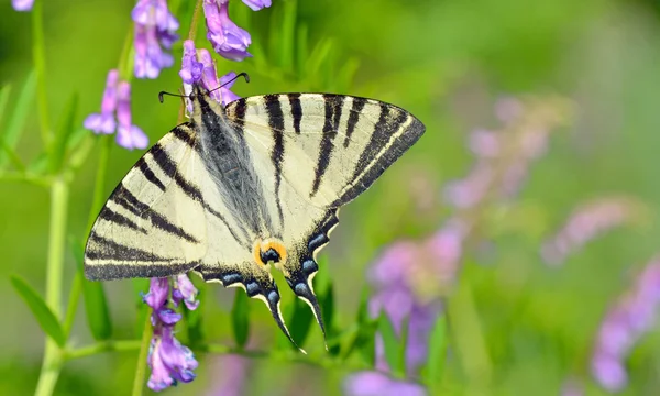 Papillon sur fleur — Photo