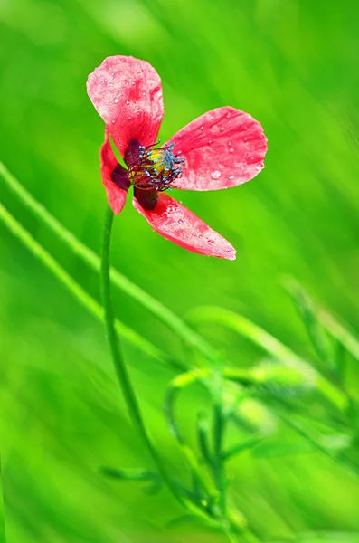 Pembe çiçek — Stok fotoğraf