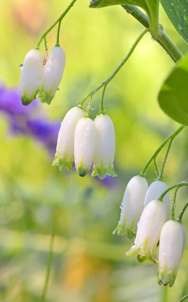 Fiore di bucaneve — Foto Stock