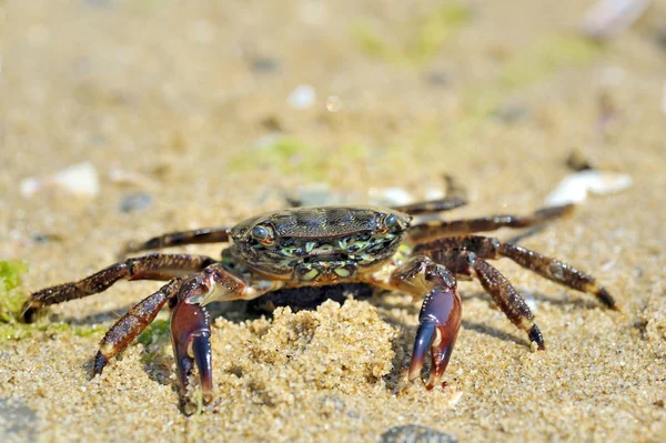 Natural crab on the sand against the sea at beach — Stock Photo, Image