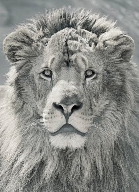 Aslan başını kapatmak