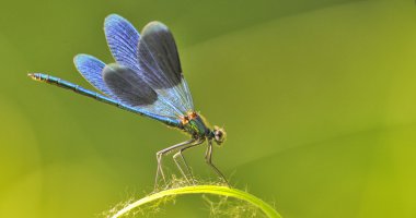Dragon fly bıçak çimen