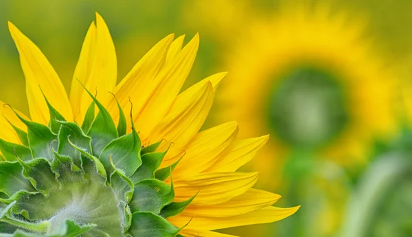 Parte de trás da flor do sol — Fotografia de Stock