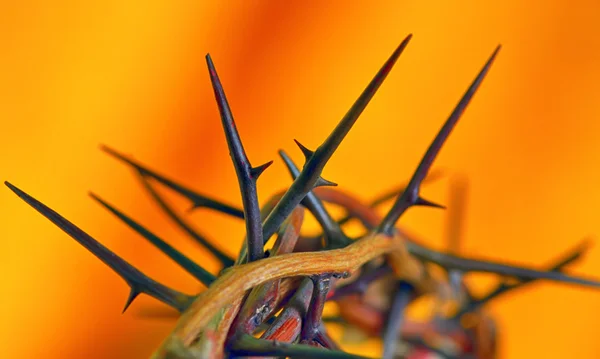 Crown of Thorns — Stock Photo, Image