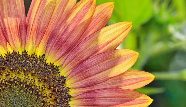 Yellow and red sunflower — Stock Photo, Image