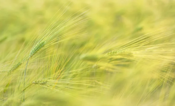 Макро вуха пшениці — стокове фото