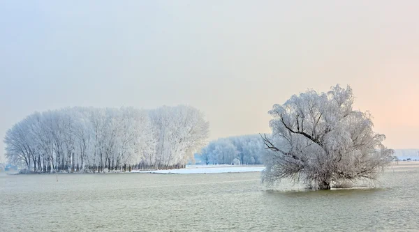 Vinterträd täckta med frost — Stockfoto