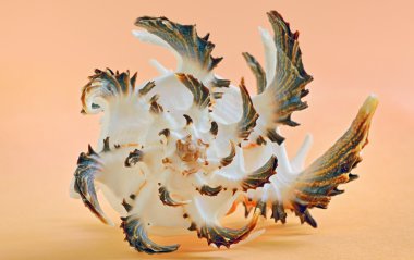 Bir deniz kabuğuna yakın.