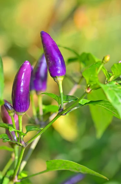 Purple bell pepper growing — Stock Photo, Image