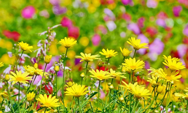 Beautiful yellow flowers in field — Stock Photo, Image
