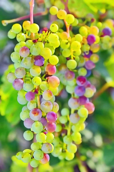 Uvas não maduras — Fotografia de Stock