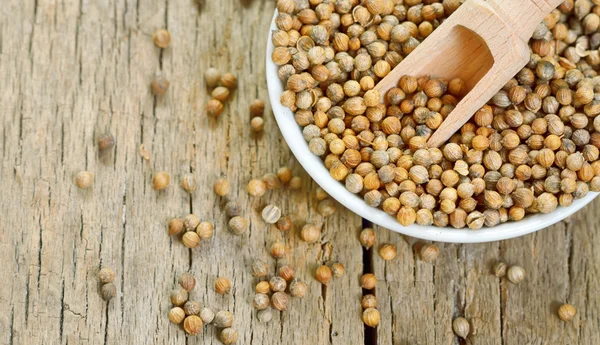 Semillas de cilantro en maceta pequeña de cerámica — Foto de Stock