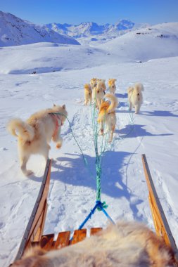 sledging köpek