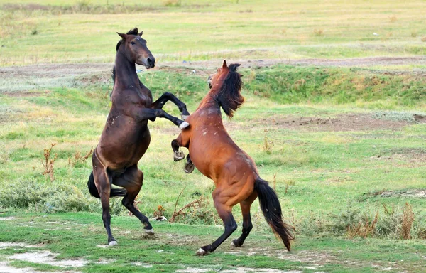 Kampf der Pferde — Stockfoto