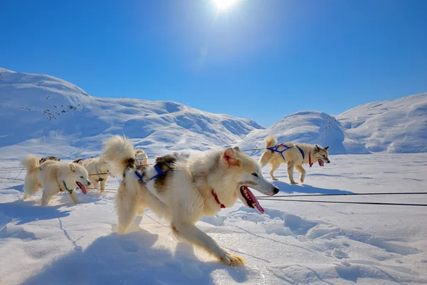 Schlittenhunde laufen in Grönland — Stockfoto