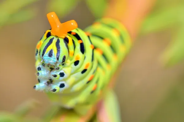 Wild caterpillar of Papilio Macaone — Stock Photo, Image