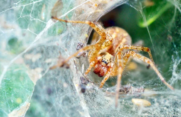 Araneus diadematus — Stock Photo, Image