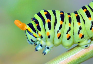 papilio machaon caterpillar clipart