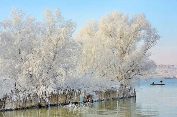 Alberi congelati — Foto Stock