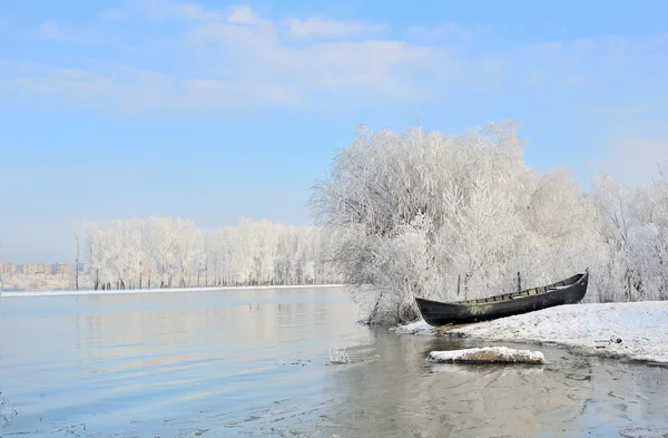 Frostige Winterbäume in der Nähe der Donau — Stockfoto