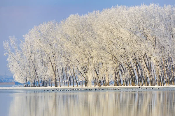 Frostige Winterbäume lizenzfreie Stockbilder