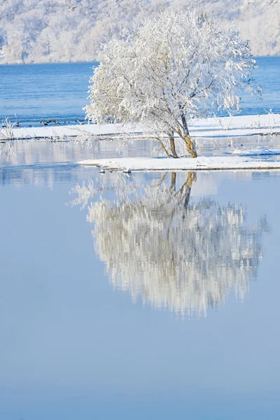 Frostige Bäume — Stockfoto