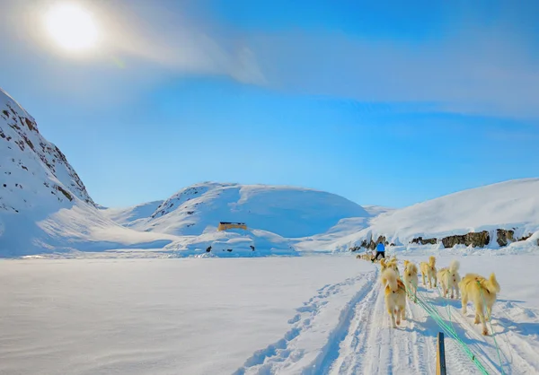 Dog sledging in spring time in greenland — Stock Photo, Image