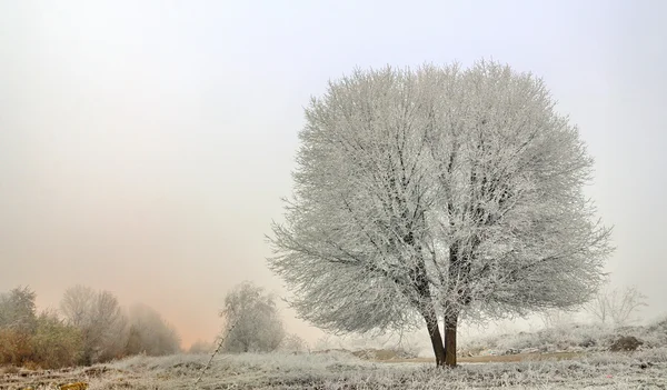 Winterlandschap van bevroren bomen — Stockfoto