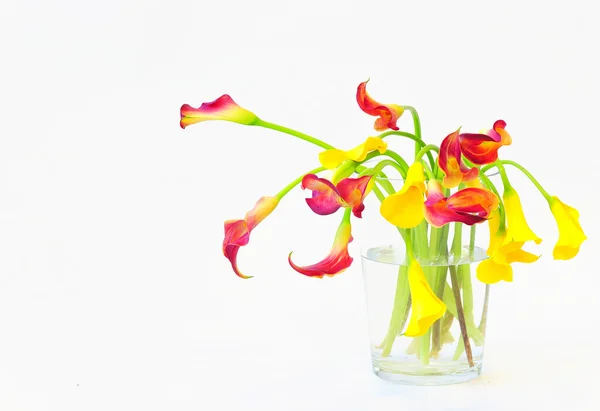 Gigli di Calla in vaso — Foto Stock