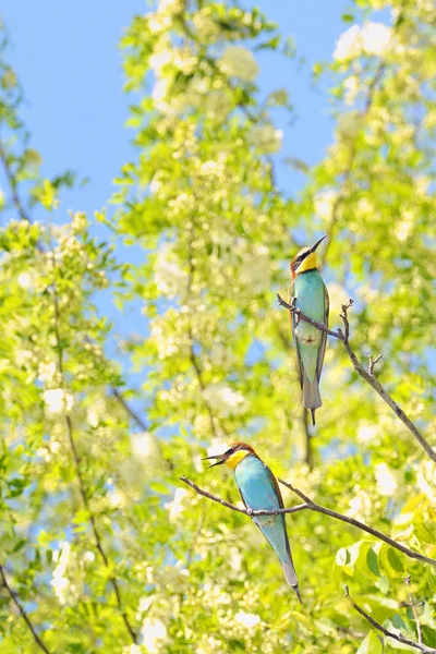 蜂鸟 (Merops Apiaster) — 图库照片