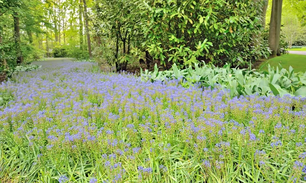 Keukenhof tuinen — Stockfoto