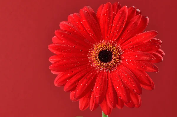 Rotes Gänseblümchen — Stockfoto