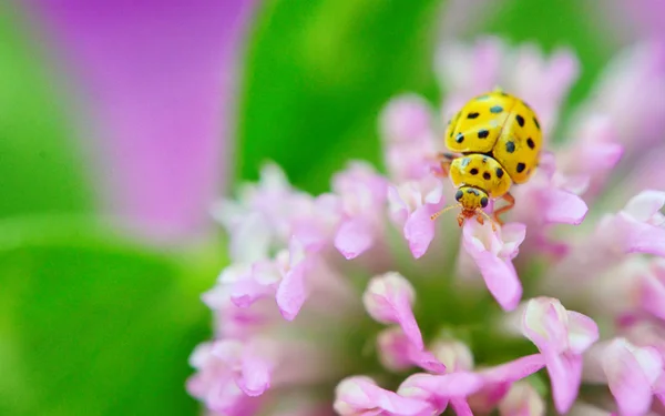 Yellow ladybug on violet flowers — Stock Photo, Image