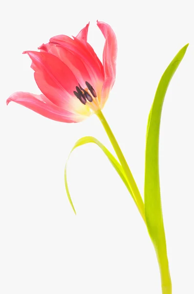 Un tulipano rosso — Foto Stock