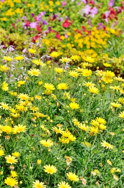 Vårblomster – stockfoto