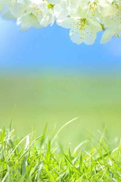 Spring blossoms and grass — Stock Photo, Image