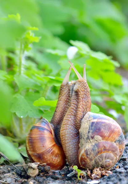 Liebe Schnecken — Stockfoto