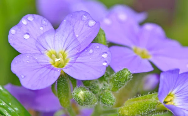 Viooltje bloemen — Stockfoto