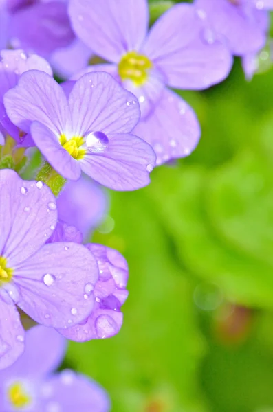 Lilac pansy flowers — Stock Photo, Image