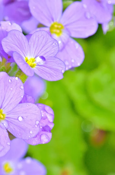 Fiori di lilla viola — Foto Stock